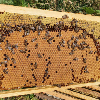 Overwintered nucs